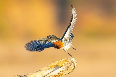 Giant kingfisher (Alcedo atthis) Zambia August