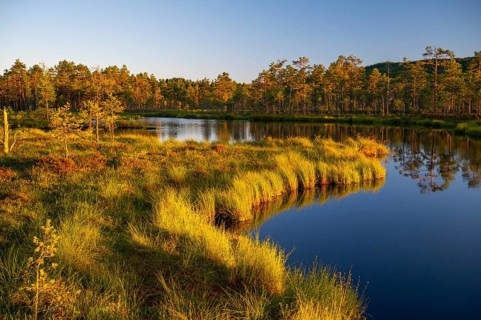 A quiet moor lake surrounded by forest and grass in the warm light of sunset, Hällefors, Örebro,