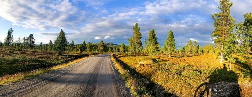A quiet forest road under a blue sky with scattered clouds and sunlight illuminating the trees, a