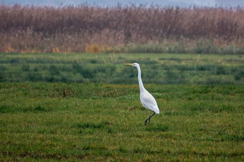 Great White Egret (Ardea alba) in a field, near Zingst, Fischland-Darß-Zingst, Western Pomerania