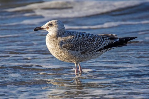 Herring Gull (Larus argentatus), on the beach, Fischland-Darß-Zingst, Baltic Sea,