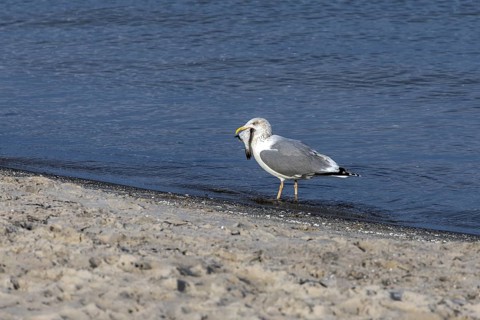 Seagull (Larinae) on the beach, eating a fish, Fischland-Darß-Zingst, Baltic Sea,