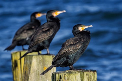 Cormorants (Phalacrocorax carbo) sitting on groynes, Fischland-Darß-Zingst, Baltic Sea,
