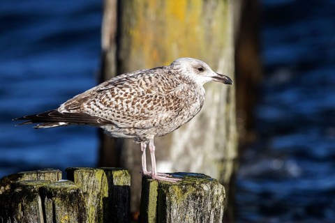 Herring Gull (Larus argentatus), sitting on a groyne, Fischland-Darß-Zingst, Baltic Sea,