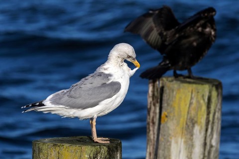 Cormorant (Phalacrocorax carbo) and gull (Larinae) sitting on groynes, Fischland-Darß-Zingst,