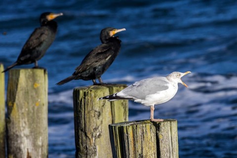 Cormorants (Phalacrocorax carbo) and gulls (Larinae) sitting on groynes, Fischland-Darß-Zingst,