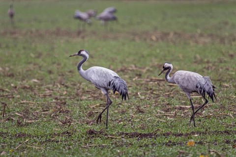Two cranes (Grus grus) in a field, near Zingst, Fischland-Darß-Zingst, Western Pomerania Lagoon