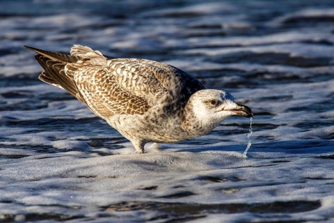 Herring gull (Larus argentatus), on the beach, drinking in the sea, Fischland-Darß-Zingst, Baltic