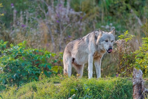 A timber wolf (Canis lupus lycaon) stands on a sunny day on its lookout in a clearing. NE USA