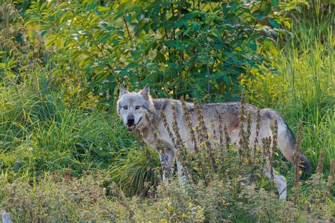 A timber wolf (Canis lupus lycaon) stands in backlight on a sunny day in dense green vegetation in