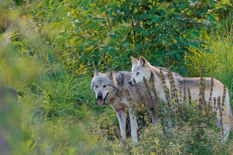 Two timber wolves (Canis lupus lycaon) stand on a sunny day in dense green vegetation in a clearing