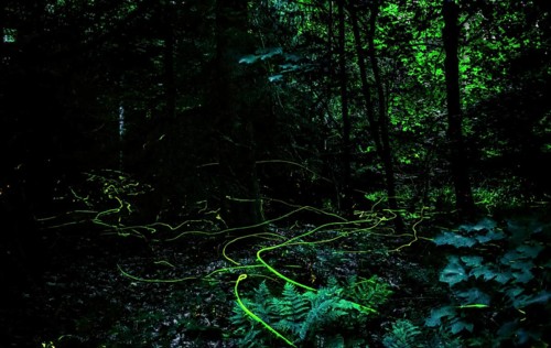 False firefly (Lamprohiza splendidula) Firefly, flying in search of mate, long exposure, stitched