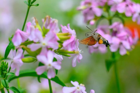 A dove tail (Macroglossum stellatarum) flies near pink flowers of soapwort (Saponaria officinalis)