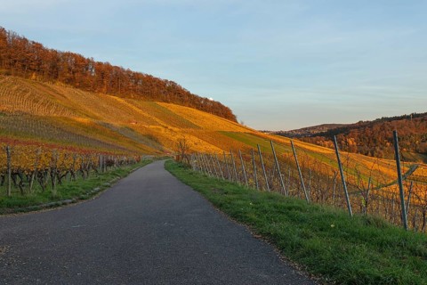 The vineyards in the Remstal near Korb in the Rems-Murr district are covered in autumn colors of