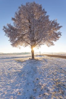 A frosty, snow-covered tree stands alone on the plateau of the Swabian Jura in Germany. The clear