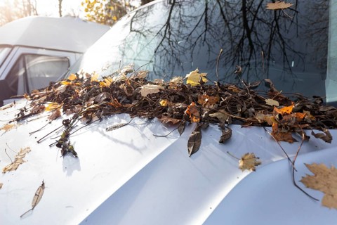 A car parked in a parking lot in Germany is completely covered with autumn leaves at the front. The
