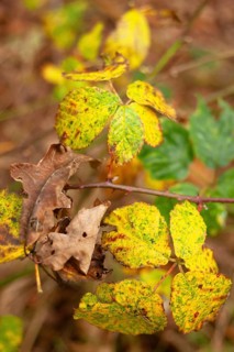 Leaf discoloration, autumn leaves, nature, season, Königsmoor, Moormerland, East Frisia, Lower