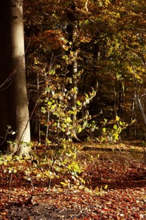 Autumn leaves in Stikelkamp Forest, Leer District, East Frisia, Lower Saxony, Germany