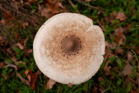 Parasol mushroom (Parasol, Macrolepiota procera) raw poisonous, edge of forest, Ter Borg,