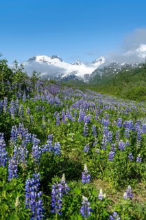 Picturesque landscape on the Richardson Highway, blooming Alaskan lupines (Lupinus nootkatensis),