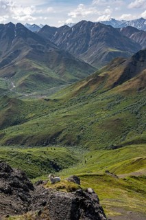 Dall sheep or Alaskan snow sheep (Ovis dalli) between rocks, mountain landscape, Denali National
