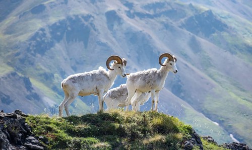 Dall sheep or Alaskan snow sheep (Ovis dalli) on a rocky outcrop in the mountains, Denali National