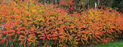 Vinegar trees (Rhus typhina) in their autumn colours, Franconia, Bavaria, Germany