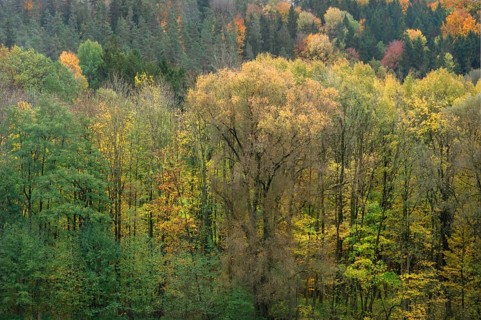 Herbstlicher Mischwald, Egloffstein, Upper Franconia, Bavaria, Germany