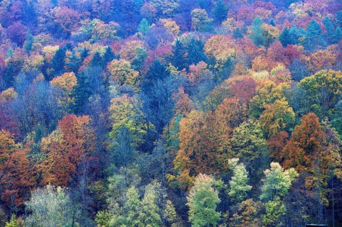 Mixed autumn forest, Franconian Switzerland, Egloffstein, Upper Franconia, Bavaria, Germany