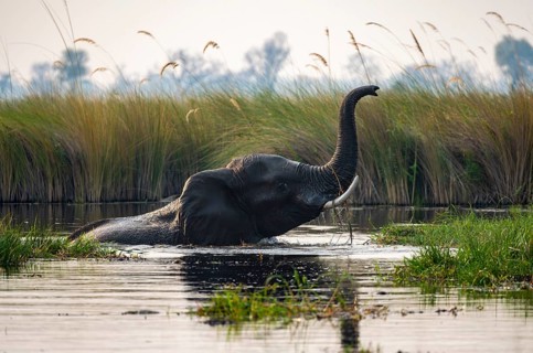 African elephant (Loxodonta africana) swimming in the swamp, trunk raised, Xakanaxa Lagoon,