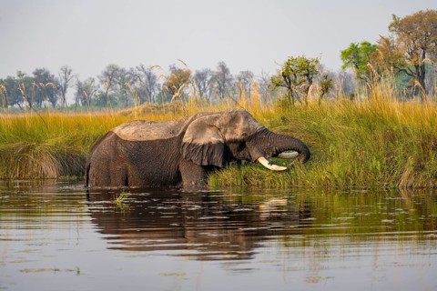 African elephant (Loxodonta africana) grazing in the swamp, Xakanaxa Lagoon, Okavango Delta, Moremi