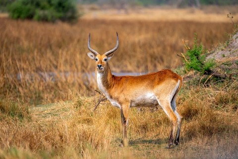 Letschwe or lychee moor antelope (Kobus leche), adult male, Xakanaxa, Okavango Delta, Moremi Game