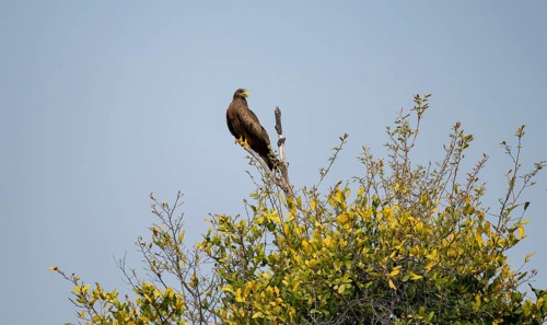 Black Kite (Milvus migrans) sitting on a branch against a blue sky, Xakanaxa, Okavango Delta,