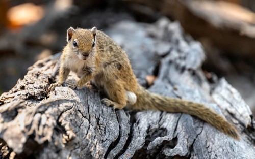 Ochre-footed bush squirrel (Paraxerus cepapi) on a branch, Xakanaxa, Okavango Delta, Moremi Game
