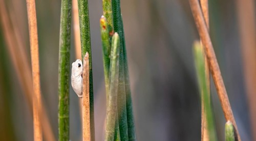 Marble reed frog (Hyperolius marmoratus), white frog sitting on a papyrus, Xakanaxa Lagoon,
