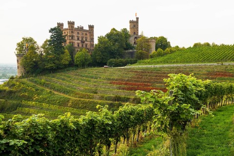 Castle and autumnal vineyards, Ortenberg Castle, Ortenberg, Kinzigtal, Ortenau, Black Forest,