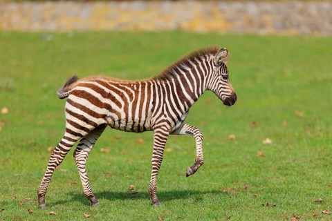 A Grant's zebra foal (Equus quagga boehmi) runs across a green meadow on a sunny day. East Africa
