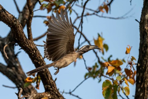 Grey Hornbill (Lophoceros nasutus, synonym: Tockus nasutus), also known as White-crested Hornbill,
