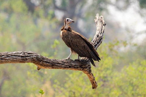 Black-capped vulture (Necrsoyrtes monachus) sitting on a branch, Xakanaxa, Okavango Delta, Moremi