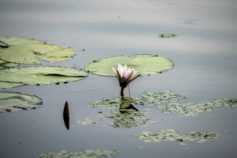 Flowering water lily (Nymphaea) in the water, Xakanaxa Lagoon, Okavango Delta, Moremi Game Reserve,