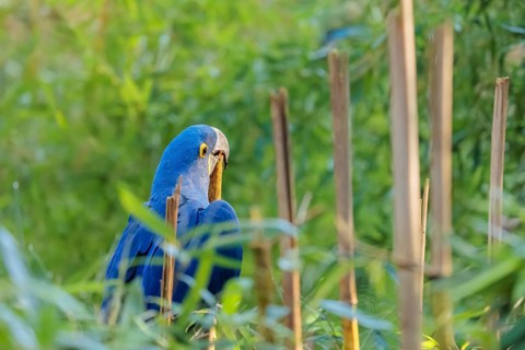 A hyacinth macaw (Anodorhynchus hyacinthinus) sits in dense green vegetation and nibbles on dry