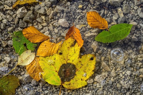 Leaves and air bubbles in water at Leopoldsteinersee, Eisenerz, Styria, Austria