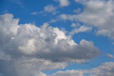 Wild geese (Anser anser) flying in formation under rain clouds (Nimbostratus) at the Darß,