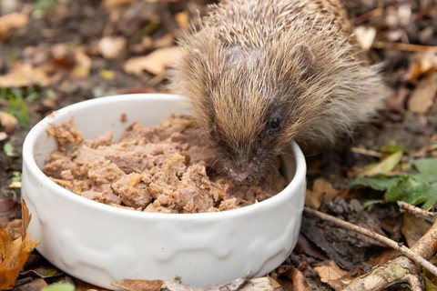 European hedgehog (Erinaceus europaeus) adult animal feeding on food from a bowl in a garden,