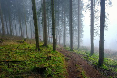 Winterberg, Sauerland, North Rhine-Westphalia, Germany - cloud forest on the hiking trail