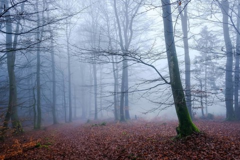 Winterberg, Sauerland, North Rhine-Westphalia, Germany - cloud forest on the Sweden-Steig W1 hiking