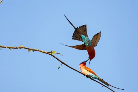 Carmine Bee-eater (Merops nubicus) South Luangwa NP Zambia August