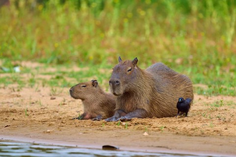 Capybaras lying quietly on the bank, bird near them, Capybara, capybara (Hydrochoerus