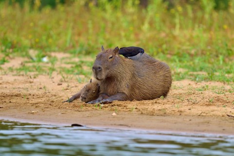 Capybara with closed eyes on the bank, the bird is sitting on its back, Capybara, capybara