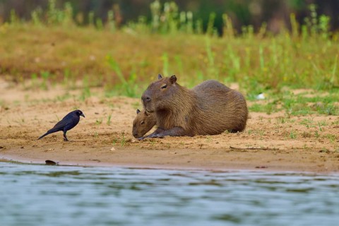 Two capybaras lying on the riverbank next to a bird, surrounded by green vegetation, Capybara,